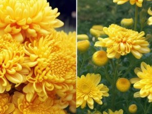 后面菊花开过和没开过的区别在哪-菊花盛开与未开时的独特魅力与景象对比分析